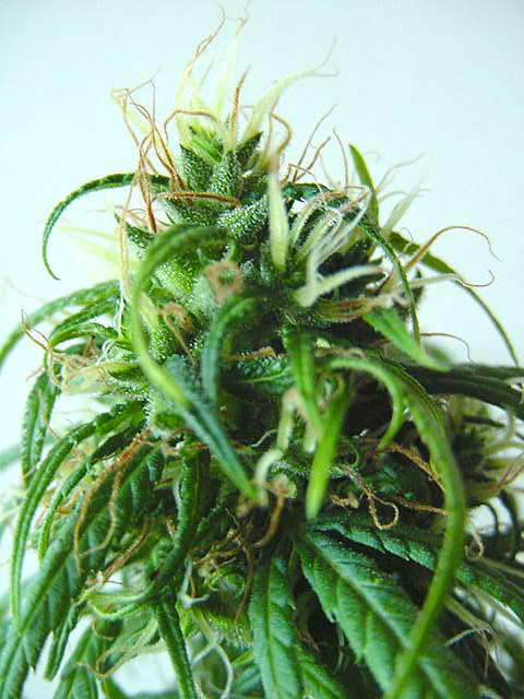 malawi-gold-cannabis-seeds