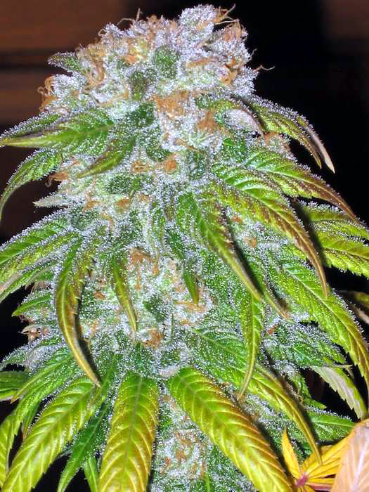 big cannabis buds