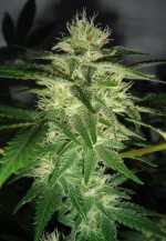 Skunk #1 cannabis seeds photo
